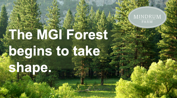 MGI Forest page image.png